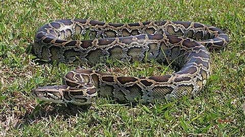 Python Eats