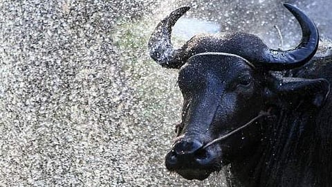buffalo