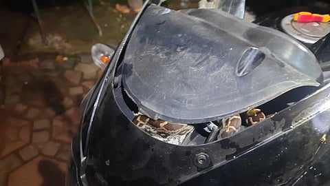 PYTHON IN HEADLIGHT