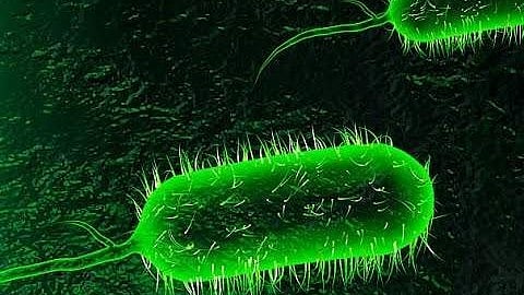 One cholera case confirmed in Kuttanad
