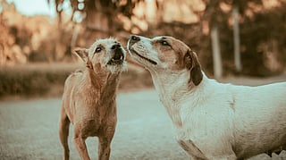 stray dogs