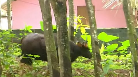 ടെക്‌നോസിറ്റിയില്‍ ഇറങ്ങിയ കാട്ടുപോത്തിനെ മയക്കുവെടിവെച്ചു