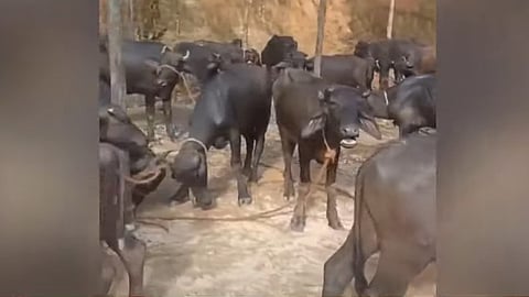 buffalo
