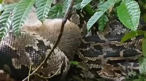 python
