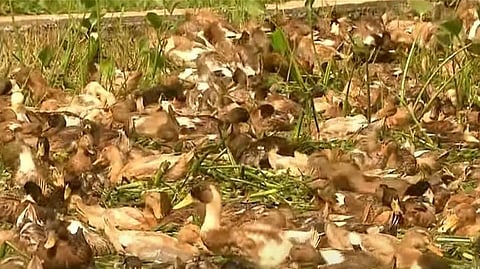 duck