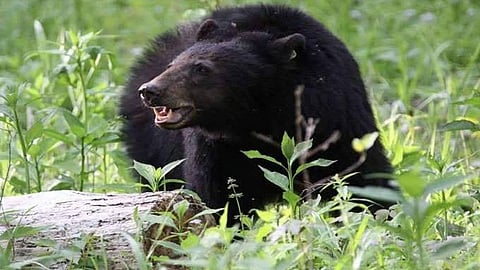 bear menace