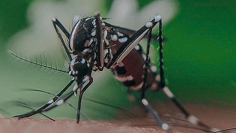 West Nile fever