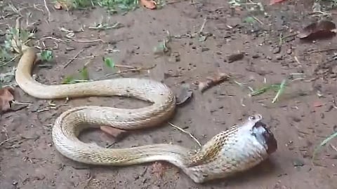 cobra swallows cough syrup bottle