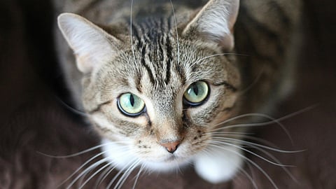cat