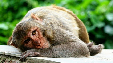 monkey