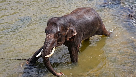 world elephant day