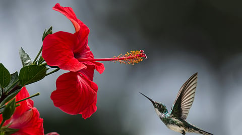 hibiscus