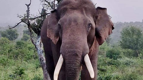 ELEPHANT ATTACK