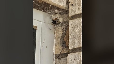Giant black widow spider captures mouse 