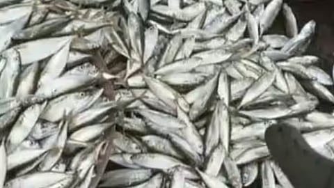 FISH