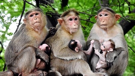 Monkeys