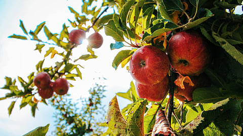 APPLE