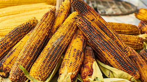 sweet corn
