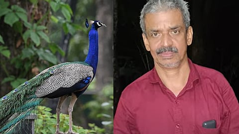 കാലിന് പരിക്കേറ്റ മയിൽ വീട്ടുമുറ്റത്തെത്തി; കൊന്നു കറിവെച്ചു, അറസ്റ്റ്