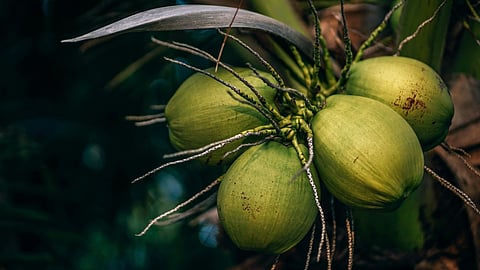 coconut