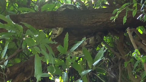 rescued the python 