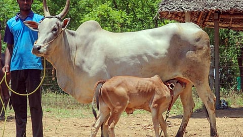 'Rajyamata-Gomata'
