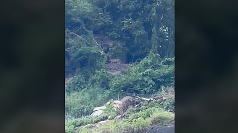 leopard found