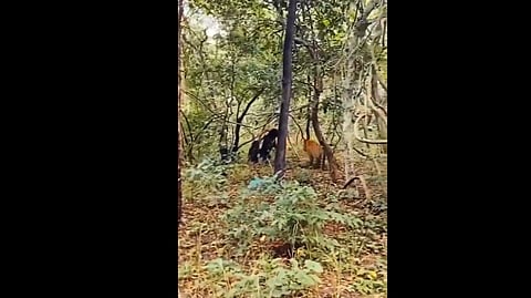 TIGER-BEAR FIGHT