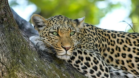 leopard presence again in Mampad RRT team begins inspection