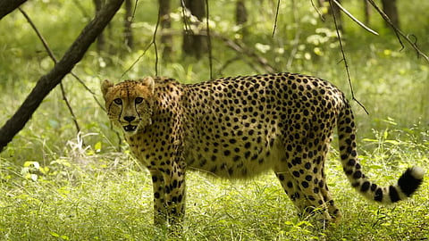 veera cheetah
