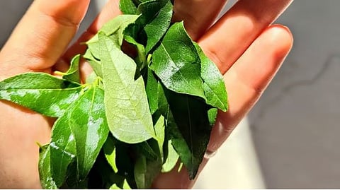 curry leaves