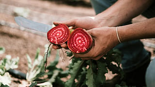 beetroot
