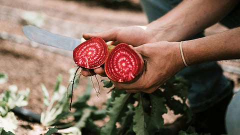 beetroot