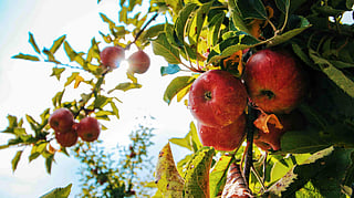 apple detox