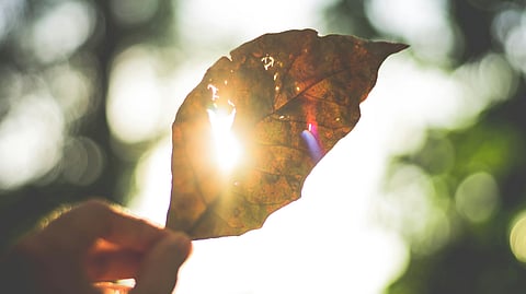 sunlight