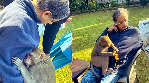 'പത്രം വായിക്കുമ്പോള്‍ അവനെത്തി; മടിയില്‍ ഇരുന്നു ഉറങ്ങി, പഴം കഴിച്ചു'; അപ്രതീക്ഷിത അതിഥിയെക്കുറിച്ച് ശശി തരൂര്‍