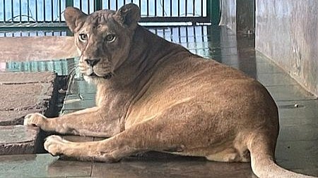 മൃഗശാലയിലെ ഗ്രേസി എന്ന പെണ്‍സിംഹം