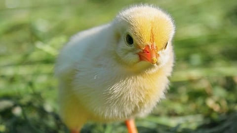 Chhattisgarh man swallows live chick in suspected occult practice dies