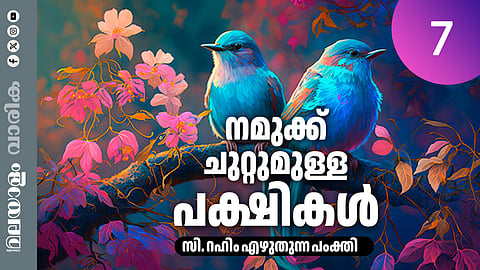 അങ്ങാടിക്കുരുവികളുടെ വലുപ്പം മാത്രമുള്ളൊരു അയോറ