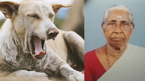 Elderly woman bitten to death by stray dog ​​in Alappuzha