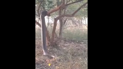 HUGE PYTHON