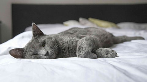 cats