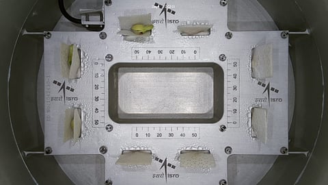 Experiment successful; ISRO sprouts lentil seeds in space