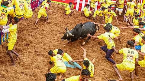 Jallikattu