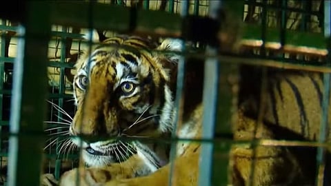 Tiger