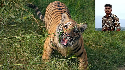 tiger attack