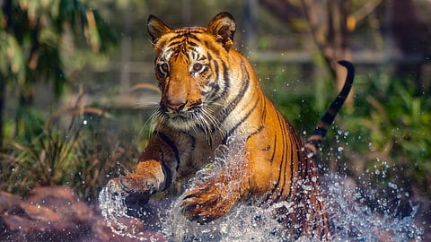 Tiger Attack