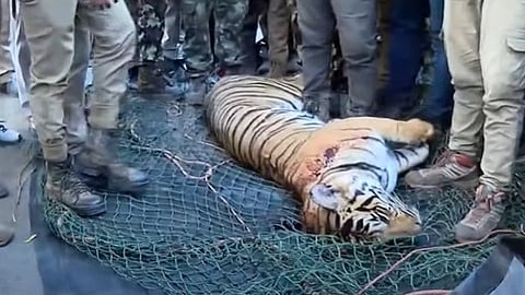 wayanad tiger