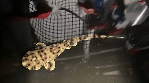  baby shark was born in a habitat without any males