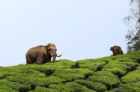 മനുഷ്യന്‍-വന്യജീവി സംഘര്‍ഷം
അതിരുവിടുമ്പോള്‍
